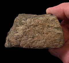 Triceratops horridus frill section for sale | Buried Treasure Fossils