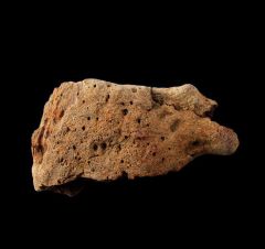 Montana Triceratops frill section for sale | Buried Treasure Fossils