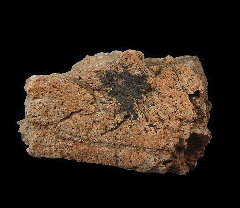 Triceratops frill sample for sale | Buried Treasure Fossils