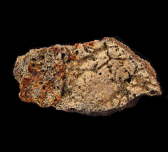 Large Triceratops frill section for sale | Buried Treasure Fossils