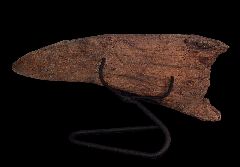 Triceratops brow horn 