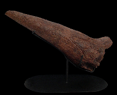 Triceratops brow horn 