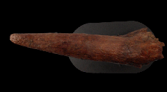 Triceratops brow horn | Buried Treasure Fossils