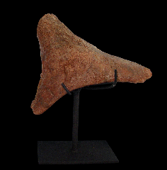 Triceratops brow horn for sale 