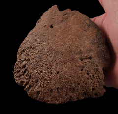 Triceratops hoof core for sale 