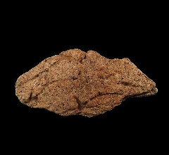 Triceratops epoccipital for sale | Buried Treasure Fossils