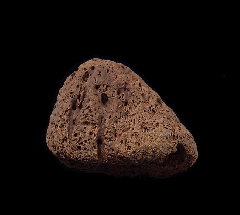 Juvenile Triceratops epoccipital for sale | Buried Treasure Fossils