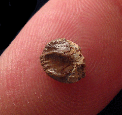 Brachyceratops tooth