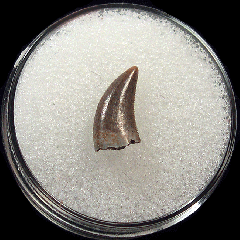 Dromaeosaurus tooth from Colorado | Buried Treasure Fossils