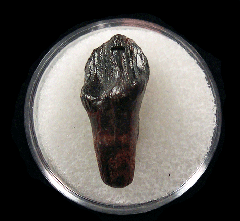 Rooted Leptoceratops tooth | Buried Treasure Fossils