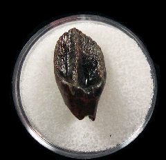 Hell Creek Leptoceratops gracilis tooth for sale | Buried Treasure Fossils