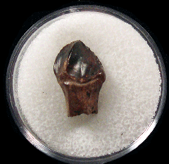 Big Leptoceratops tooth for sale | Buried Treasure Fossils