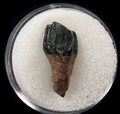 Leptoceratops gracilis tooth for sale | Buried Treasure Fossils