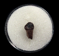 Rooted Leptoceratops for sale | Buried Treasure Fossils