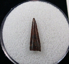 Richardoestesia isosceles