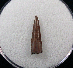 Richardoestesia isosceles