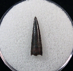 Big Richardoestesia tooth for sale | Buried Treasure Fossils