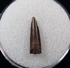 Real Richardoestesia tooth for sale | Buried Treasure Fossils