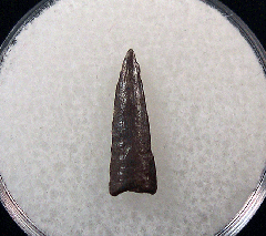 Quality Richardoestesia tooth for sale | Buried Treasure Fossils