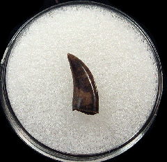 Judith River Fm raptor tooth for sale | Buried Treasure Fossils