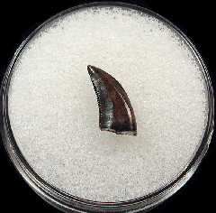 Judith River Fm Saurornitholestes tooth | Buried Treasure Fossils