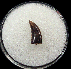 Rare Saurornitholestes tooth for sale | Buried Treasure Fossils