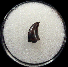 Judith River Fm raptor tooth for sale | Buried Treasure Fossils