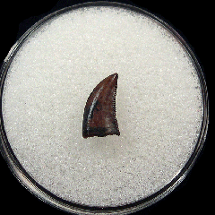 Saurornitholestes langstoni tooth | Buried Treasure Fossils