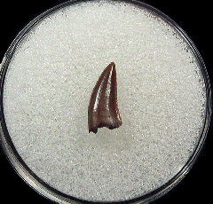 Saurornitholestes tooth for sale | Buried Treasure Fossils