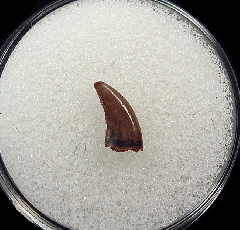 Judith River Fm raptor tooth for sale | Buried Treasure Fossils