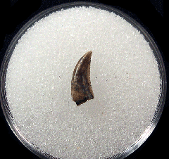 Saurornitholestes  tooth for sale | Buried Treasure Fossils