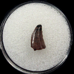 Judith River Fm raptor tooth for sale | Buried Treasure Fossils