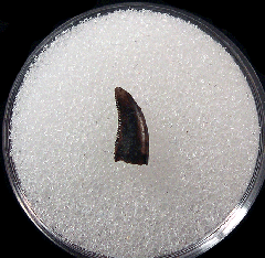 Velociraptor tooth | Buried Treasure Fossils