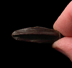 Real Edmontosaurus annectens tooth for sale | Buried Treasure Fossils