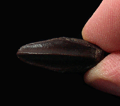GEM Edmontosaurus tooth for sale | Buried Treasure Fossils