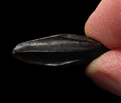 Extra large Edmontosaurus tooth for sale | Buried Treasure Fossils