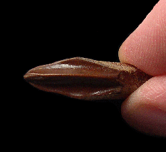 Real Edmontosaurus annectens tooth for sale | Buried Treasure Fossils
