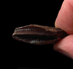 Real Edmontosaurus annectens tooth for sale | Buried Treasure Fossils