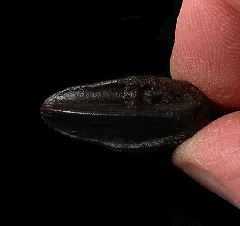 Real Edmontosaurus annectens tooth for sale | Buried Treasure Fossils