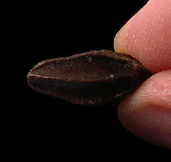 Carter Edmontosaurus tooth for sale | Buried Treasure Fossils