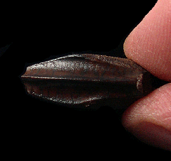 Real Edmontosaurus annectens tooth for sale | Buried Treasure Fossils