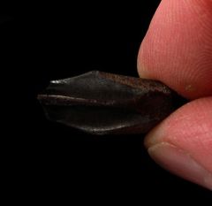 Real Edmontosaurus annectens tooth for sale | Buried Treasure Fossils