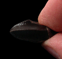 Real Edmontosaurus annectens tooth for sale | Buried Treasure Fossils