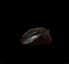 Real Edmontosaurus annectens tooth for sale | Buried Treasure Fossils