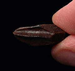 Quality Hadrosaur tooth for sale | Buried Treasure Fossils