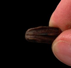 Real Edmontosaurus annectens tooth for sale | Buried Treasure Fossils