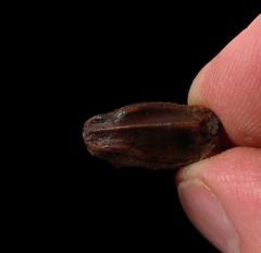 Real Edmontosaurus annectens tooth for sale | Buried Treasure Fossils