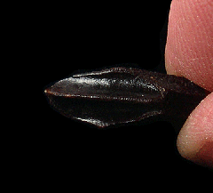 Real Edmontosaurus annectens tooth for sale | Buried Treasure Fossils