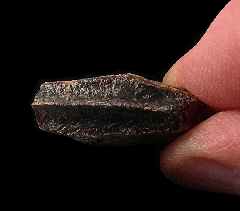Cretaceous Hadrosaur tooth for sale | Buried Treasure Fossils