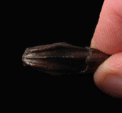 Real Edmontosaurus annectens tooth for sale | Buried Treasure Fossils